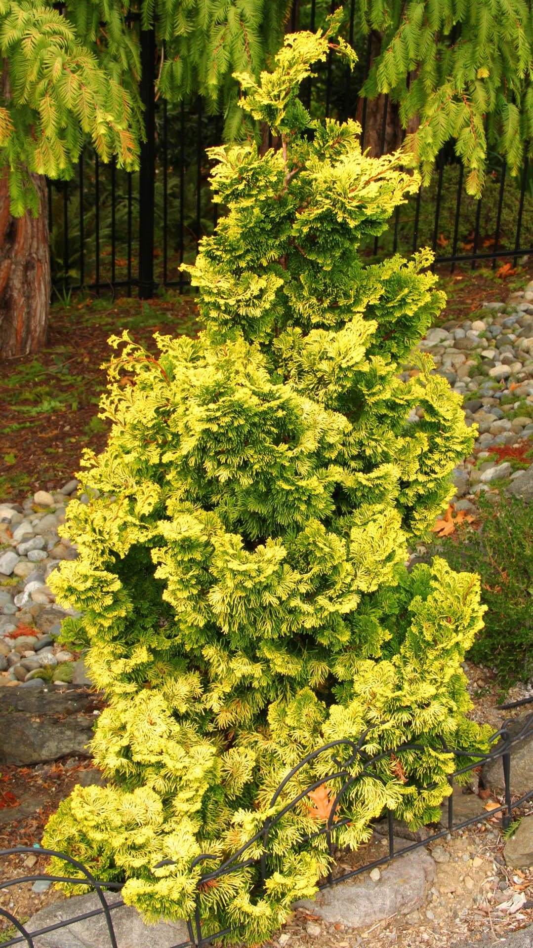 Chamaecyparis Obtusa Nana Lutea - View 2 from www redcrocus com