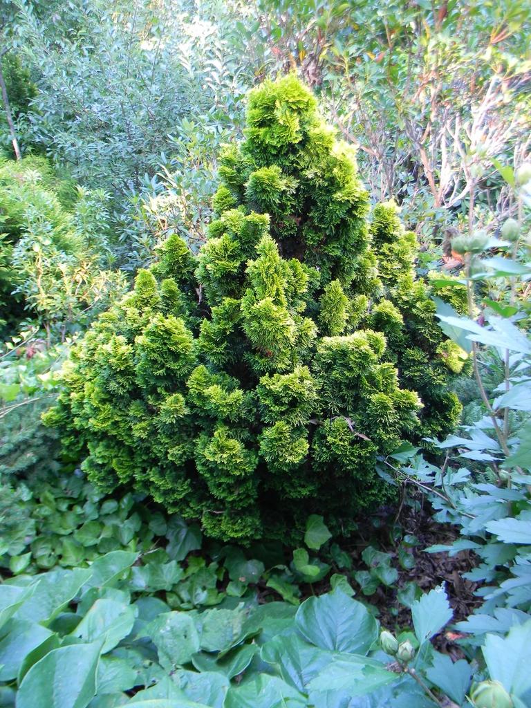 Chamaecyparis Obtusa Nana Lutea - View 5 from www redcrocus com