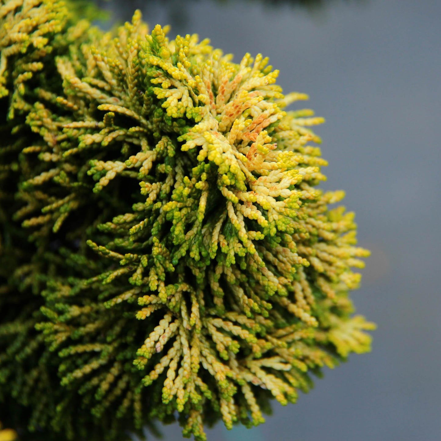 Chamaecyparis Obtusa Nana Lutea - View 6 from www redcrocus com
