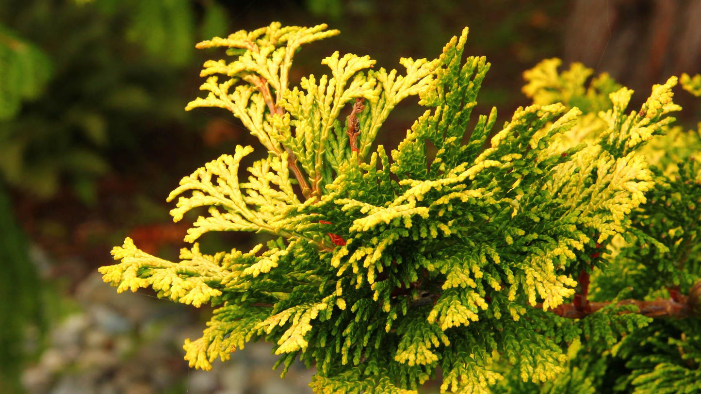 Chamaecyparis Obtusa Nana Lutea - View 7 from www redcrocus com