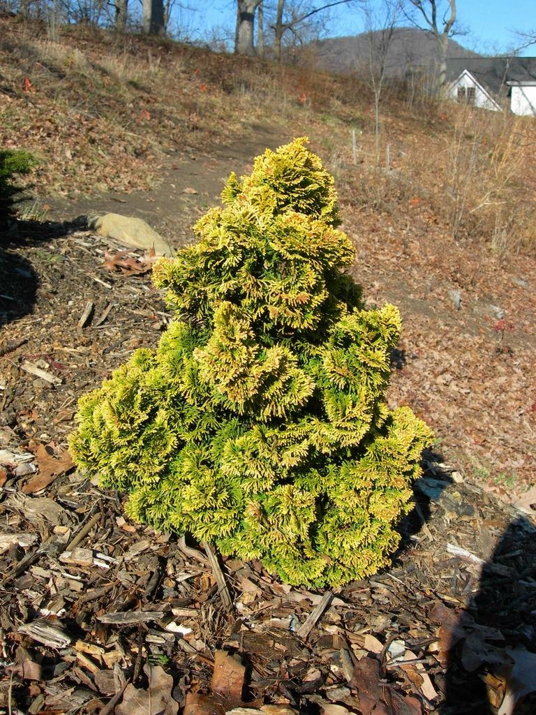 Chamaecyparis Obtusa Nana Lutea - View 8 from www redcrocus com