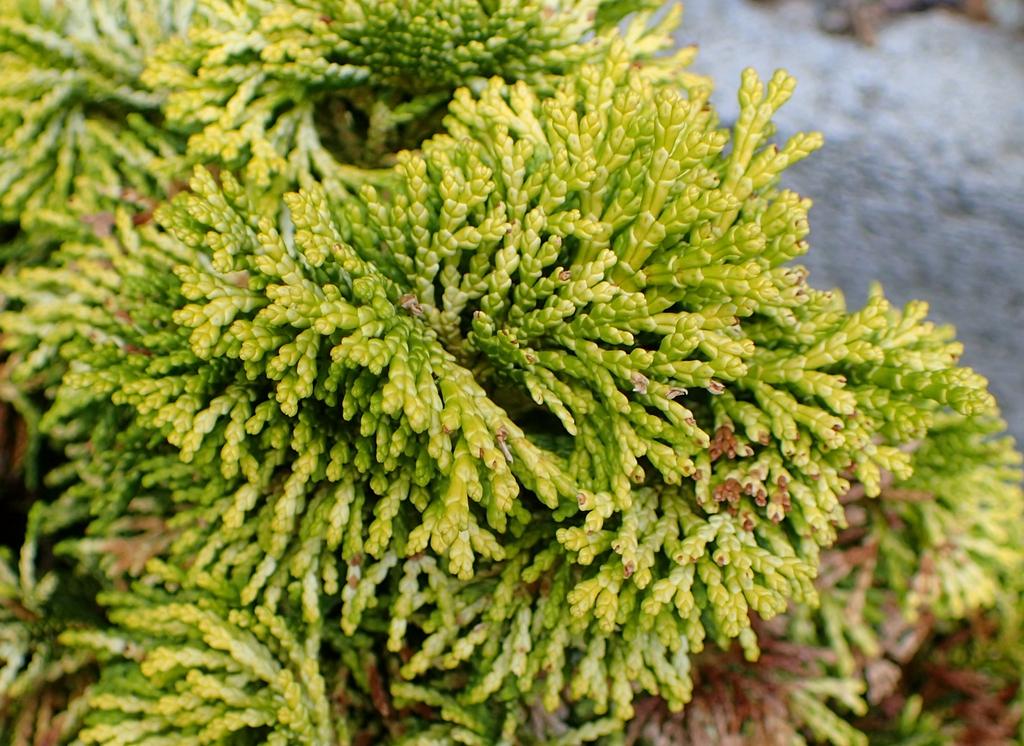 Chamaecyparis Obtusa Nana Lutea - View 9 from www redcrocus com