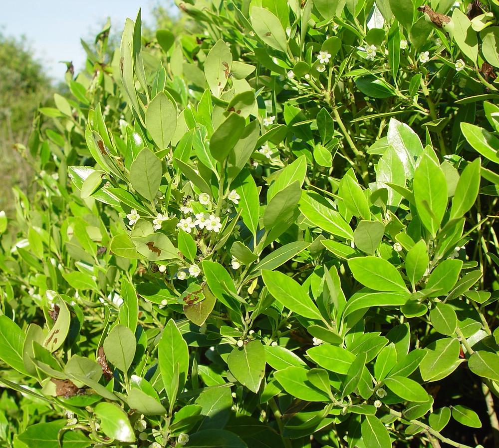 Ilex Glabra - View 14 from www redcrocus com