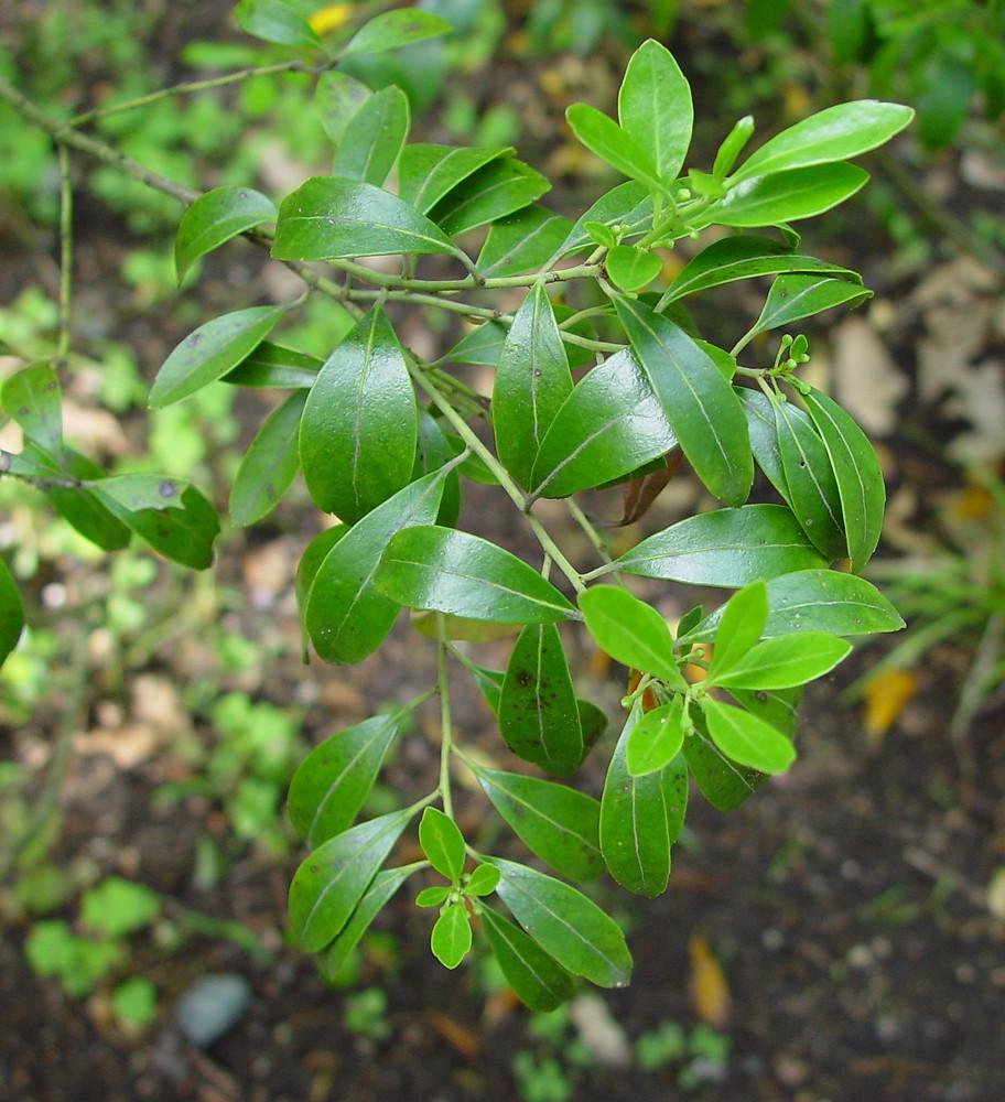 Ilex Glabra - View 18 from www redcrocus com