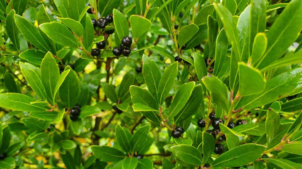 Ilex Glabra - View 2 from www redcrocus com
