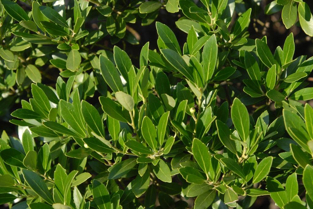 Ilex Glabra - View 3 from www redcrocus com