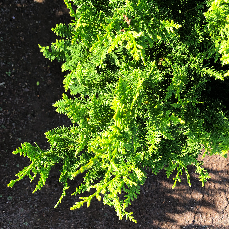 Chamaecyparis Obtusa Filicoides - View 13 from www redcrocus com