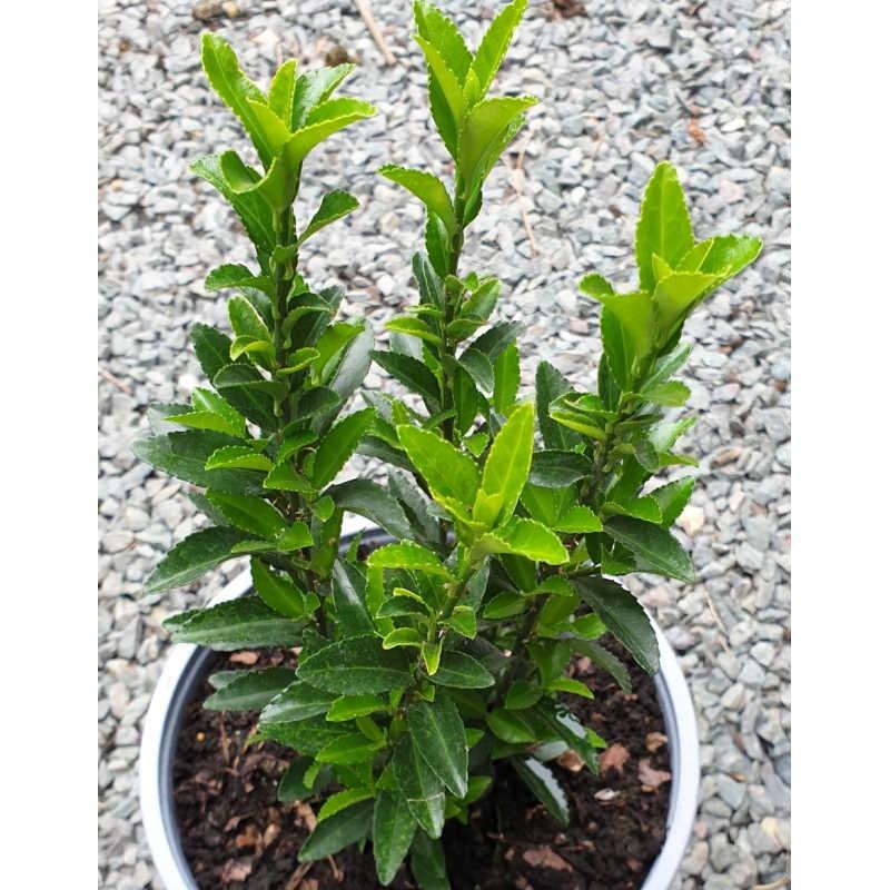 Euonymus Japonicus Green Spire Hedge Form (instant Hedge) - View 11 from www redcrocus com