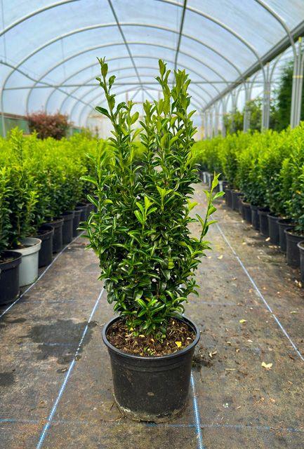 Euonymus Japonicus Green Spire Hedge Form (instant Hedge) - View 12 from www redcrocus com