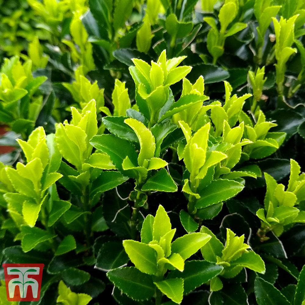 Euonymus Japonicus Green Spire Hedge Form (instant Hedge) - View 13 from www redcrocus com