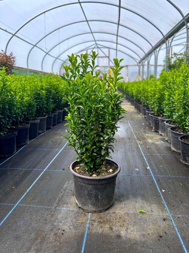 Euonymus Japonicus Green Spire Hedge Form (instant Hedge) - View 14 from www redcrocus com