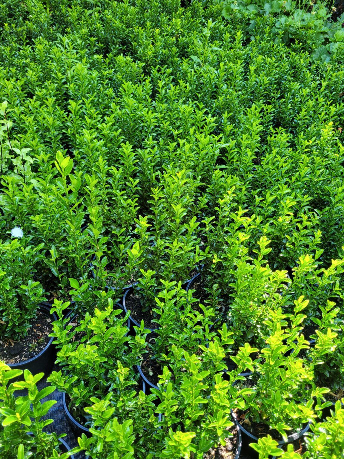 Euonymus Japonicus Green Spire Hedge Form (instant Hedge) - View 15 from www redcrocus com