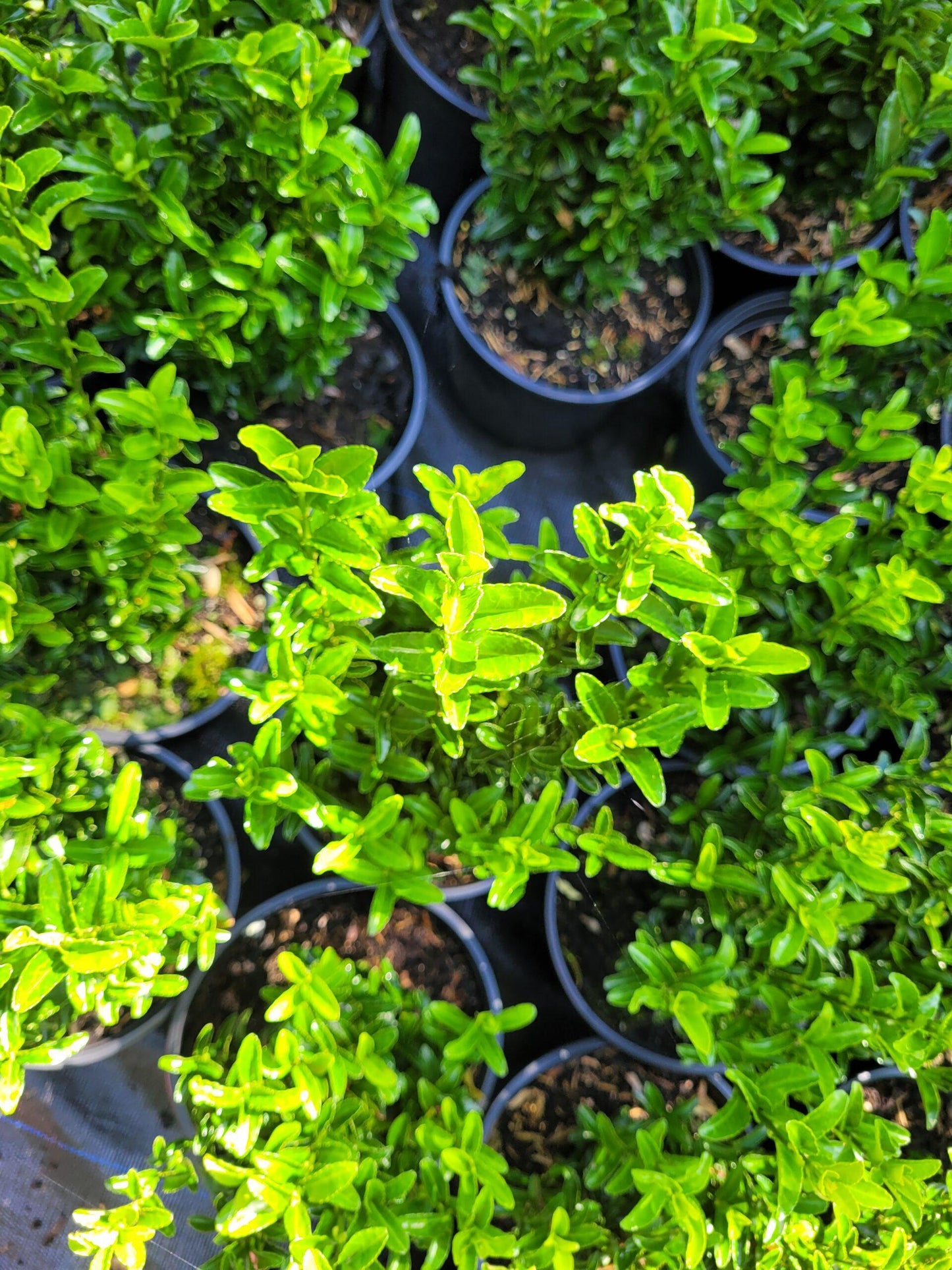 Euonymus Japonicus Green Spire Hedge Form (instant Hedge) - View 17 from www redcrocus com