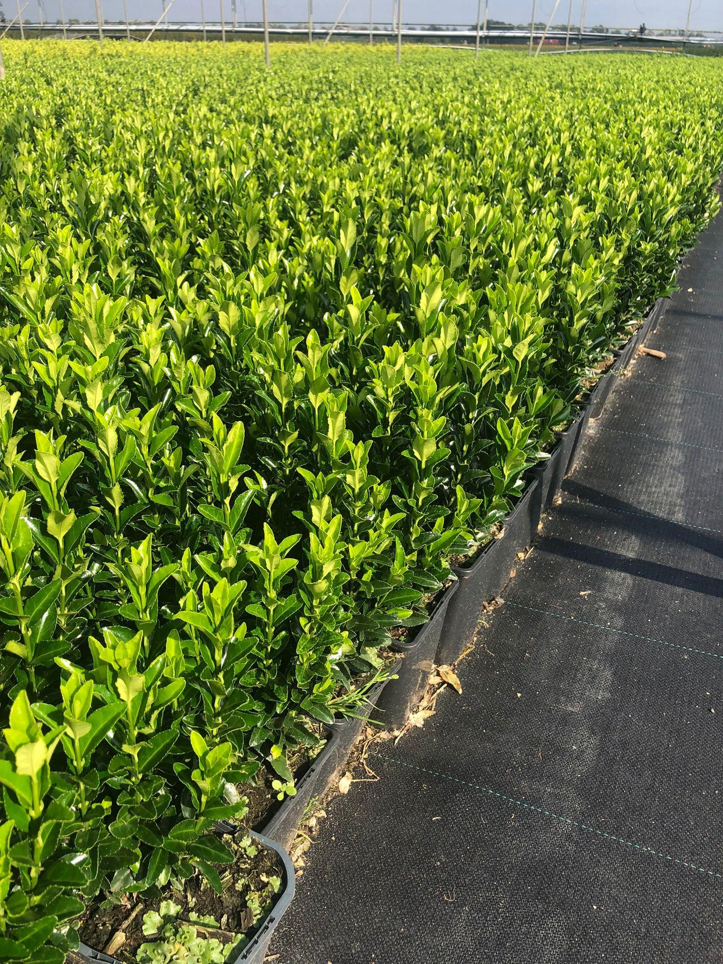 Euonymus Japonicus Green Spire Hedge Form (instant Hedge) - View 18 from www redcrocus com