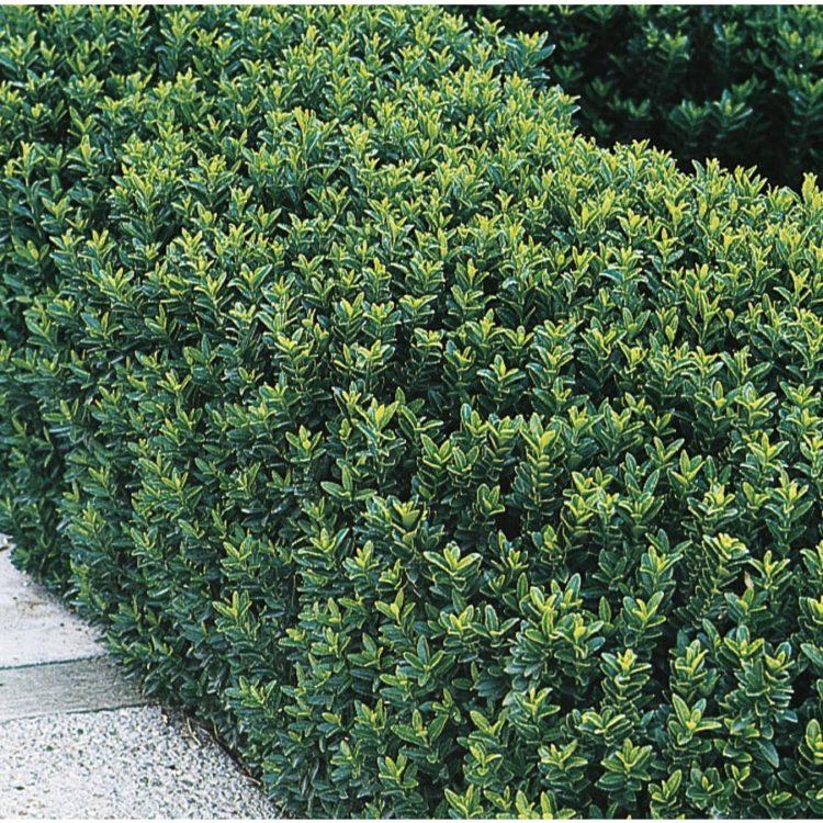 Euonymus Japonicus Green Spire Hedge Form (instant Hedge) - View 2 from www redcrocus com