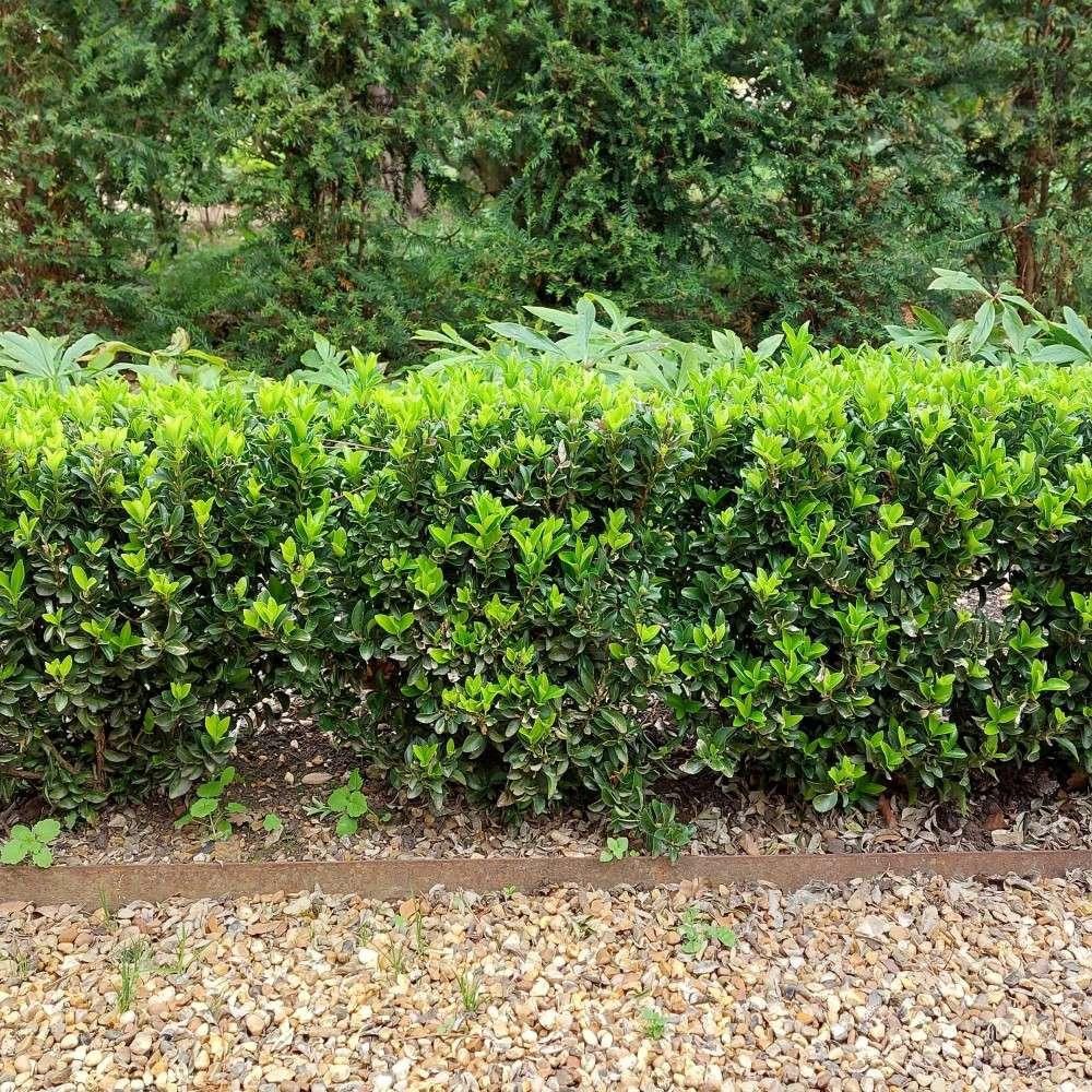 Euonymus Japonicus Green Spire Hedge Form (instant Hedge) - View 3 from www redcrocus com