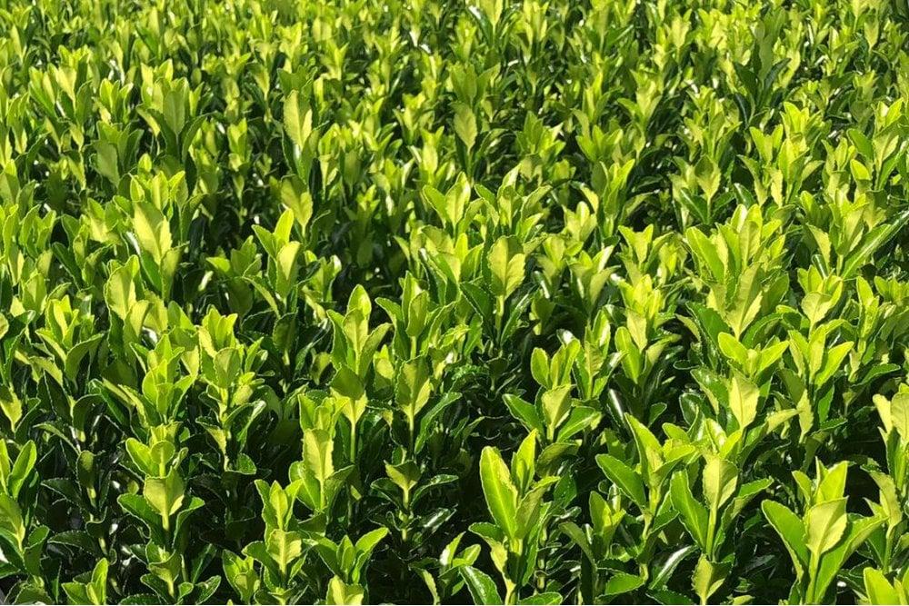 Euonymus Japonicus Green Spire Hedge Form (instant Hedge) - View 5 from www redcrocus com