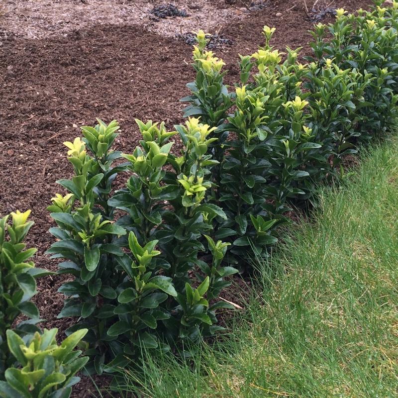 Euonymus Japonicus Green Spire Hedge Form (instant Hedge) - View 6 from www redcrocus com