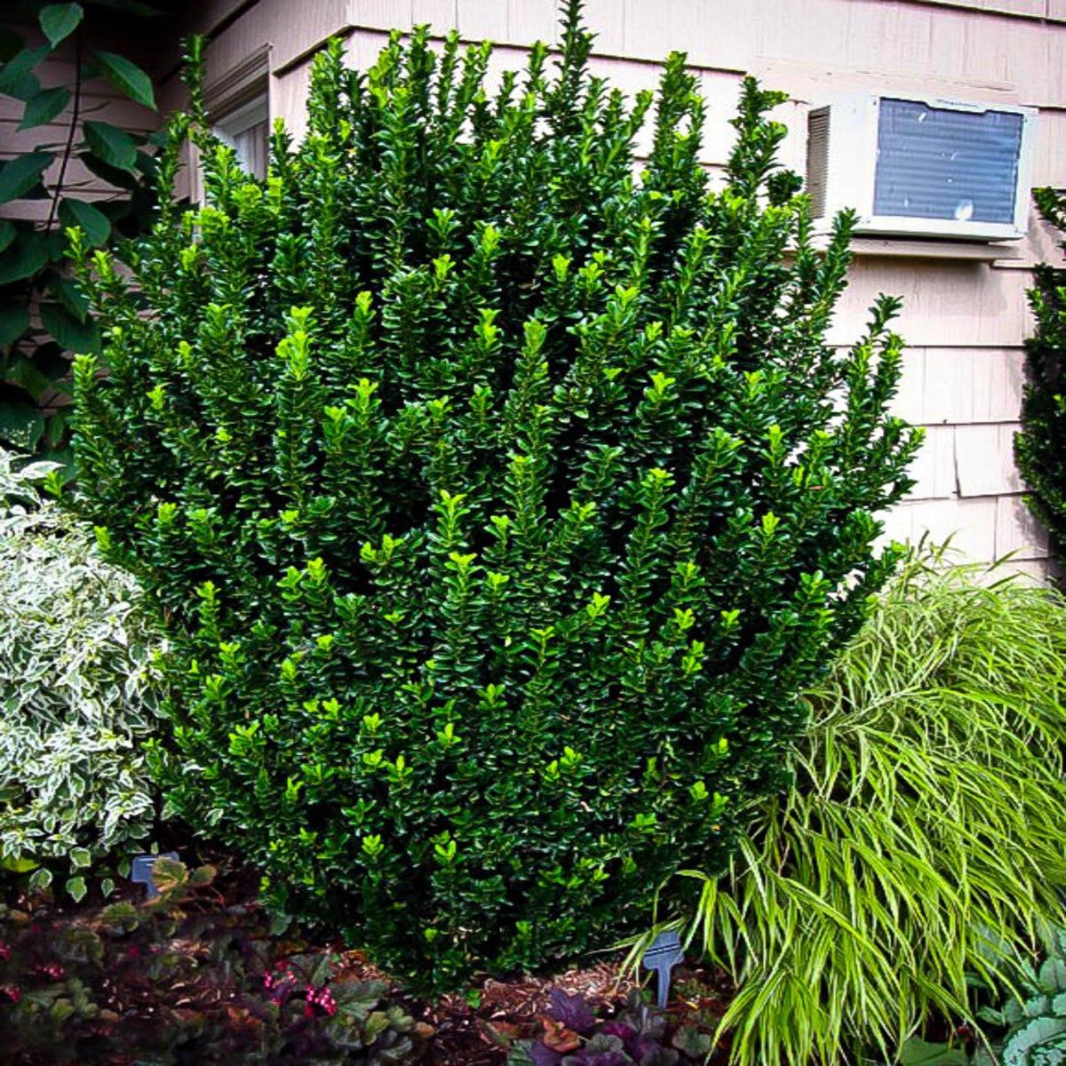 Euonymus Japonicus Green Spire Hedge Form (instant Hedge) - View 7 from www redcrocus com