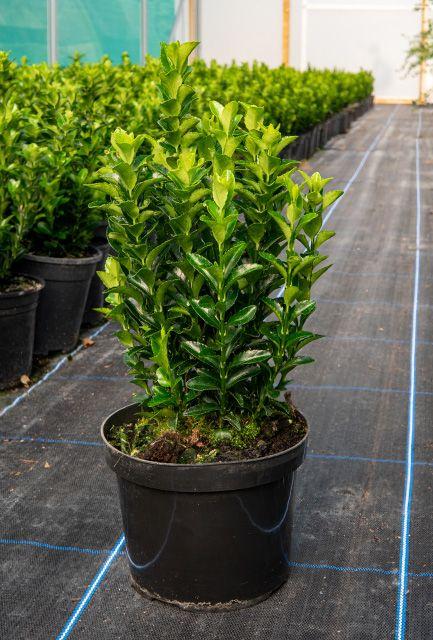 Euonymus Japonicus Green Spire Hedge Form (instant Hedge) - View 8 from www redcrocus com