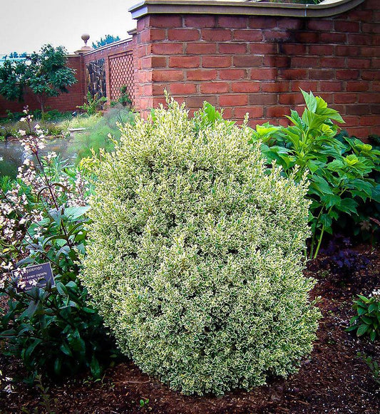 Buxus Sempervirens Aureo Variegata - View 10 from www redcrocus com