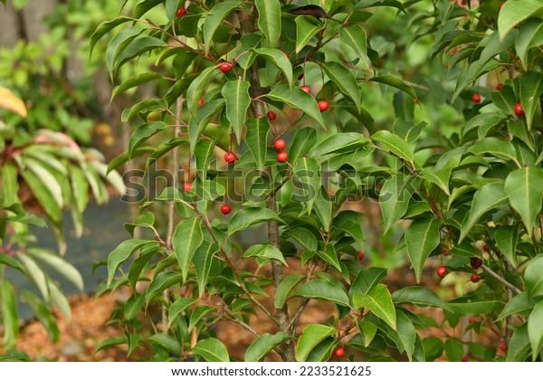 Ilex Pedunculosa Female - View 7 from www redcrocus com