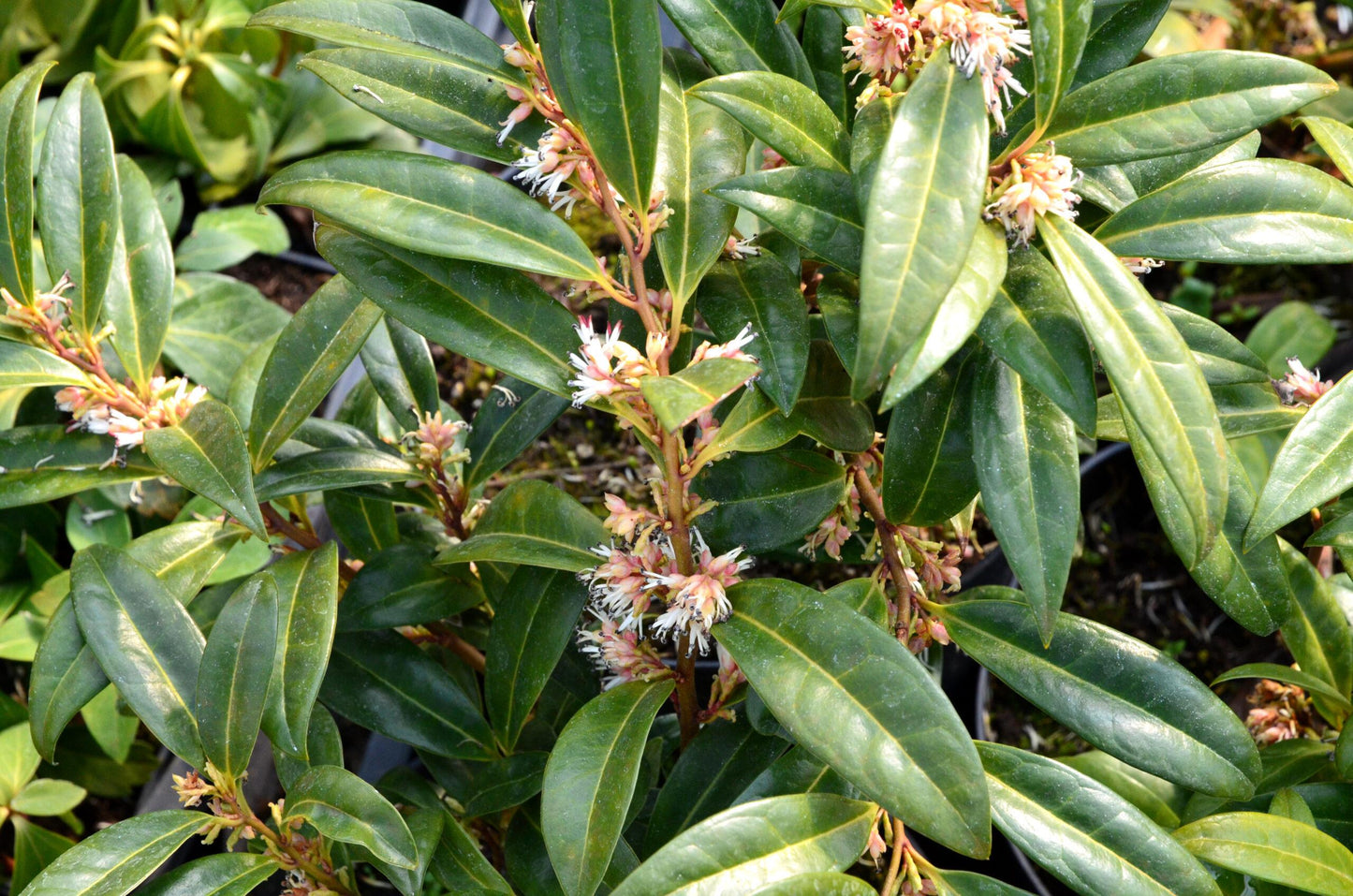Sarcococca Hookeriana Var Humilis - View 11 from www redcrocus com