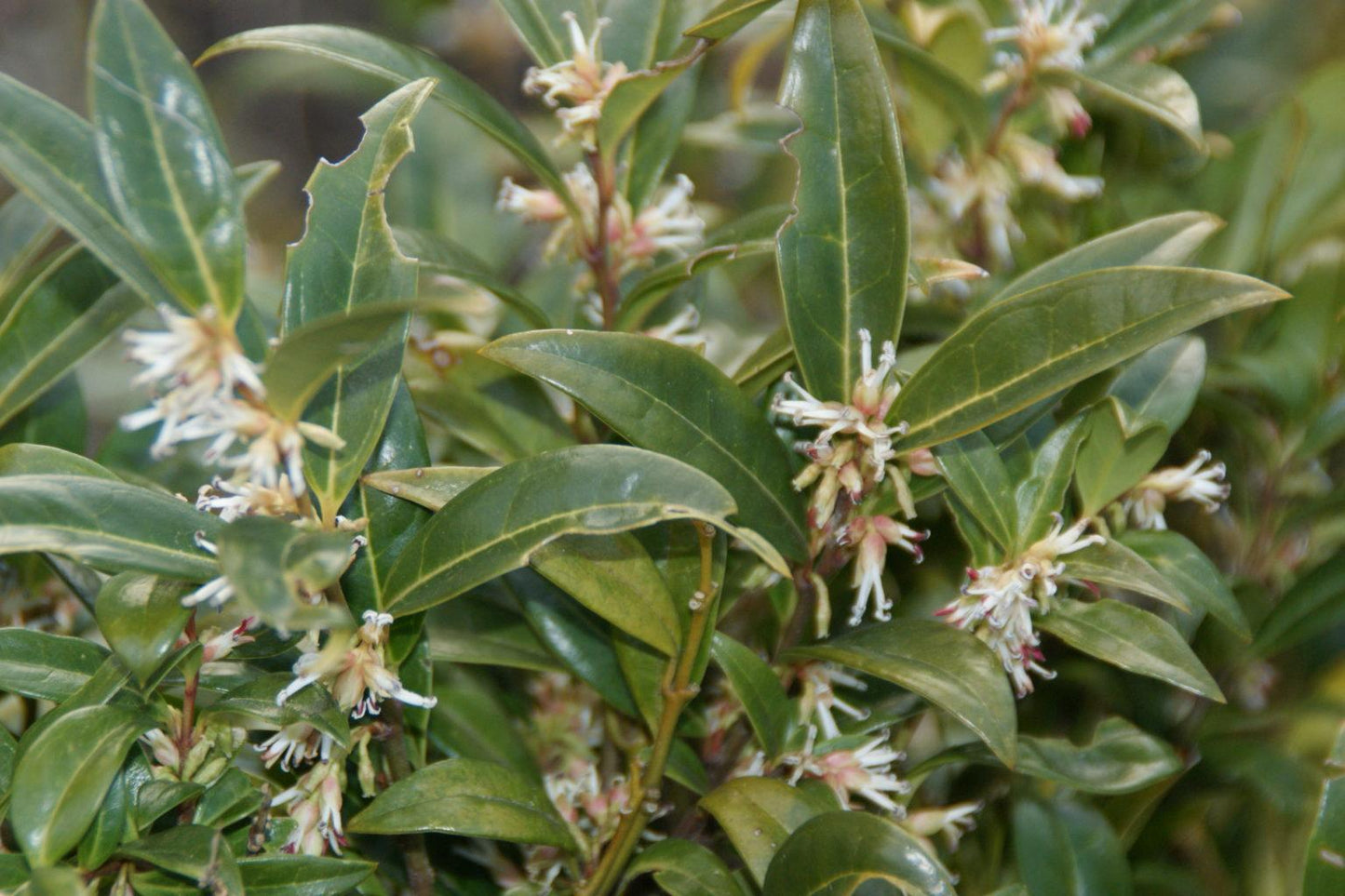 Sarcococca Hookeriana Var Humilis - View 12 from www redcrocus com