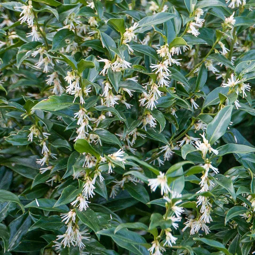Sarcococca Hookeriana Var Humilis - View 14 from www redcrocus com