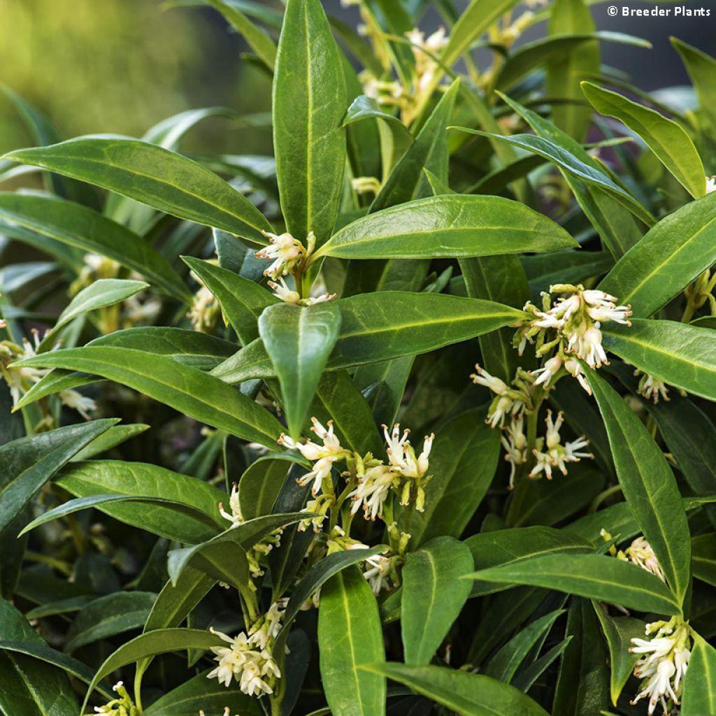 Sarcococca Hookeriana Var Humilis - View 15 from www redcrocus com