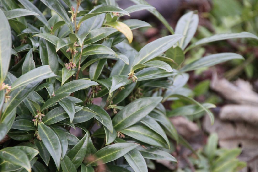 Sarcococca Hookeriana Var Humilis - View 17 from www redcrocus com