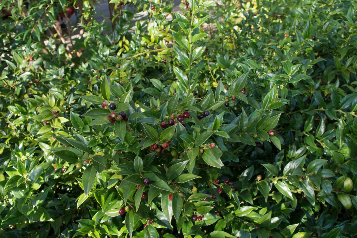 Sarcococca Hookeriana Var Humilis - View 18 from www redcrocus com