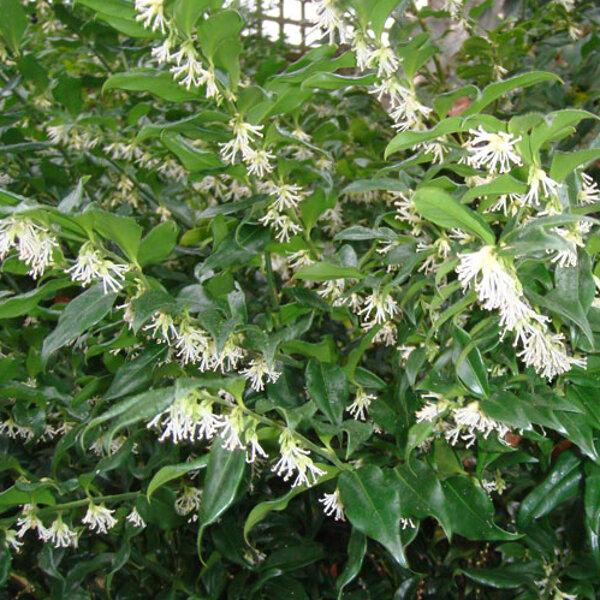 Sarcococca Hookeriana Var Humilis - View 19 from www redcrocus com
