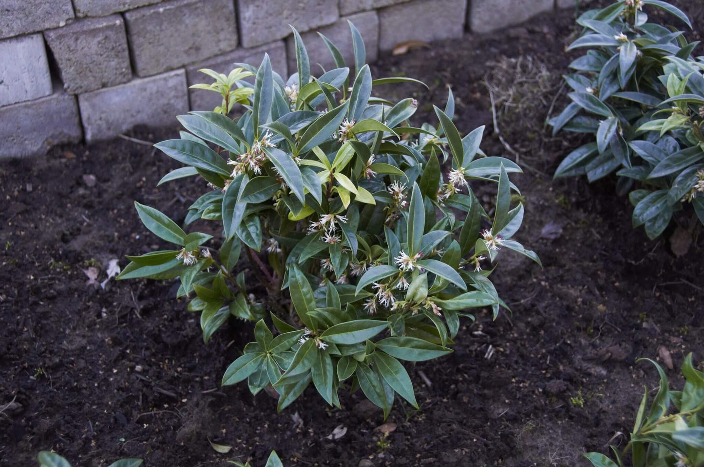Sarcococca Hookeriana Var Humilis - View 1 from www redcrocus com