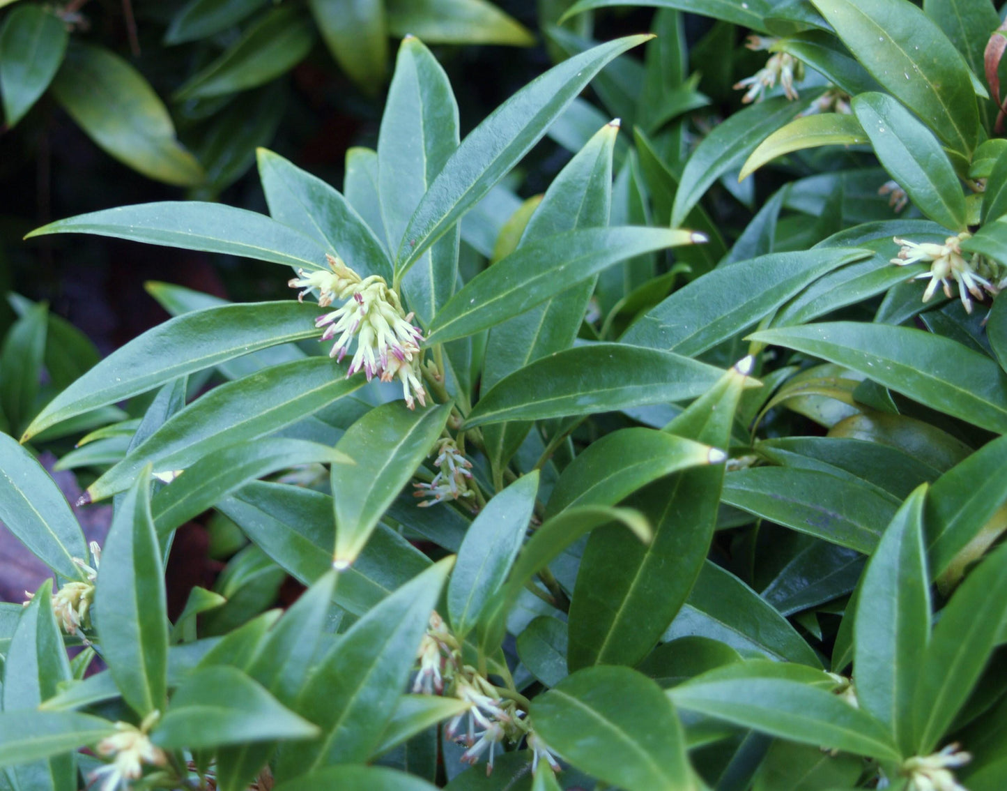 Sarcococca Hookeriana Var Humilis - View 2 from www redcrocus com