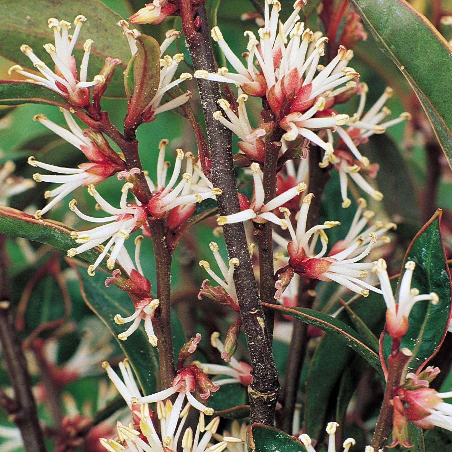 Sarcococca Hookeriana Var Humilis - View 3 from www redcrocus com