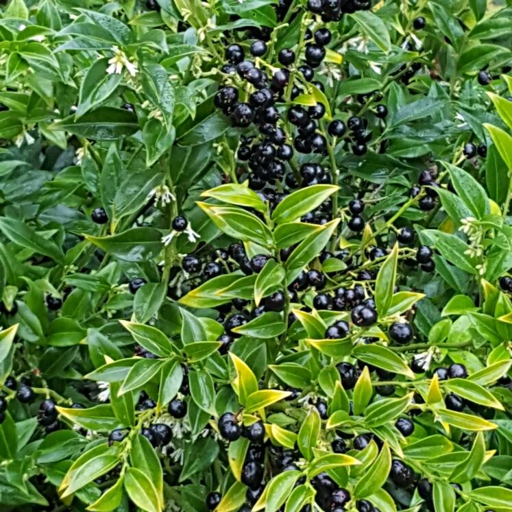 Sarcococca Hookeriana Var Humilis - View 4 from www redcrocus com