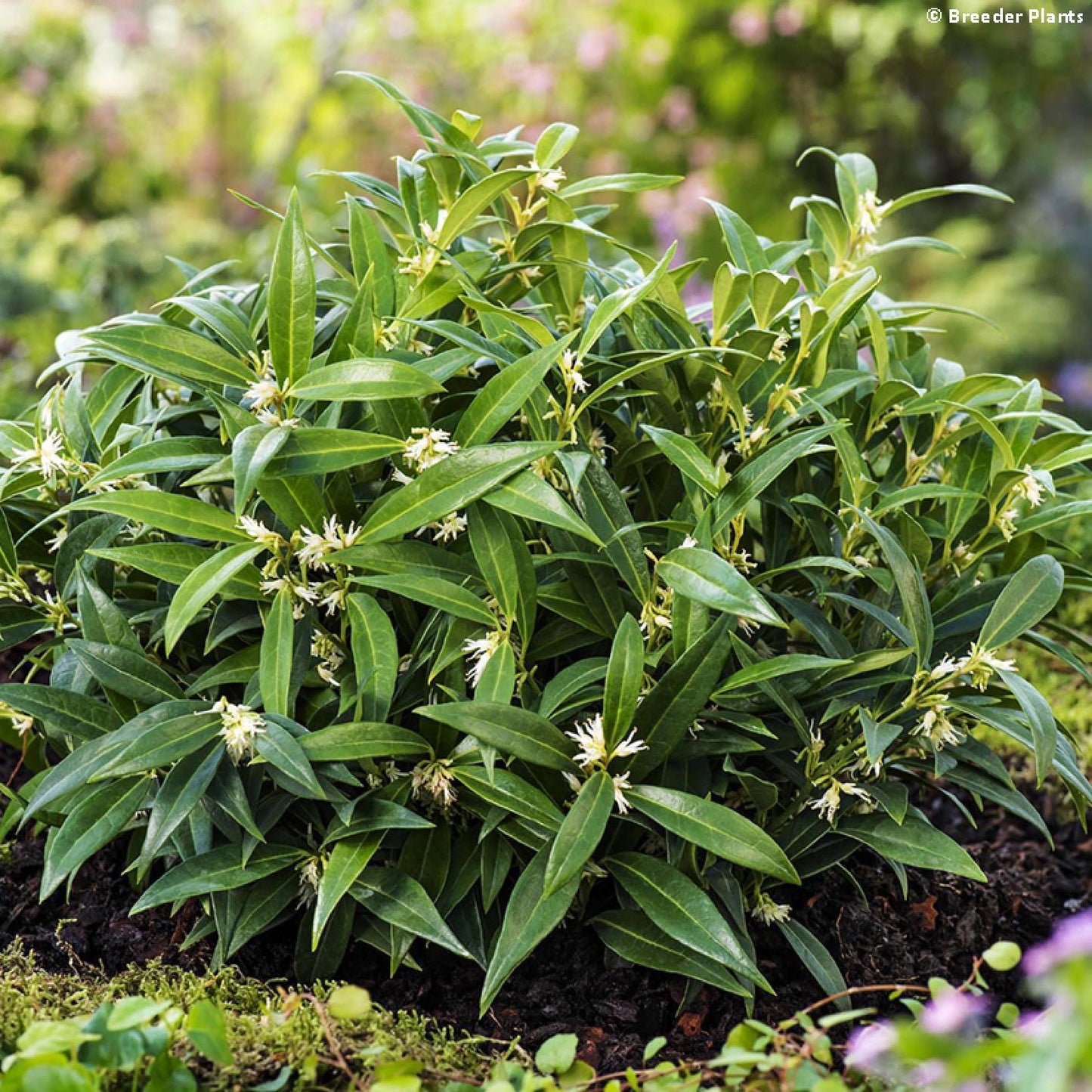 Sarcococca Hookeriana Var Humilis - View 4 from www redcrocus com