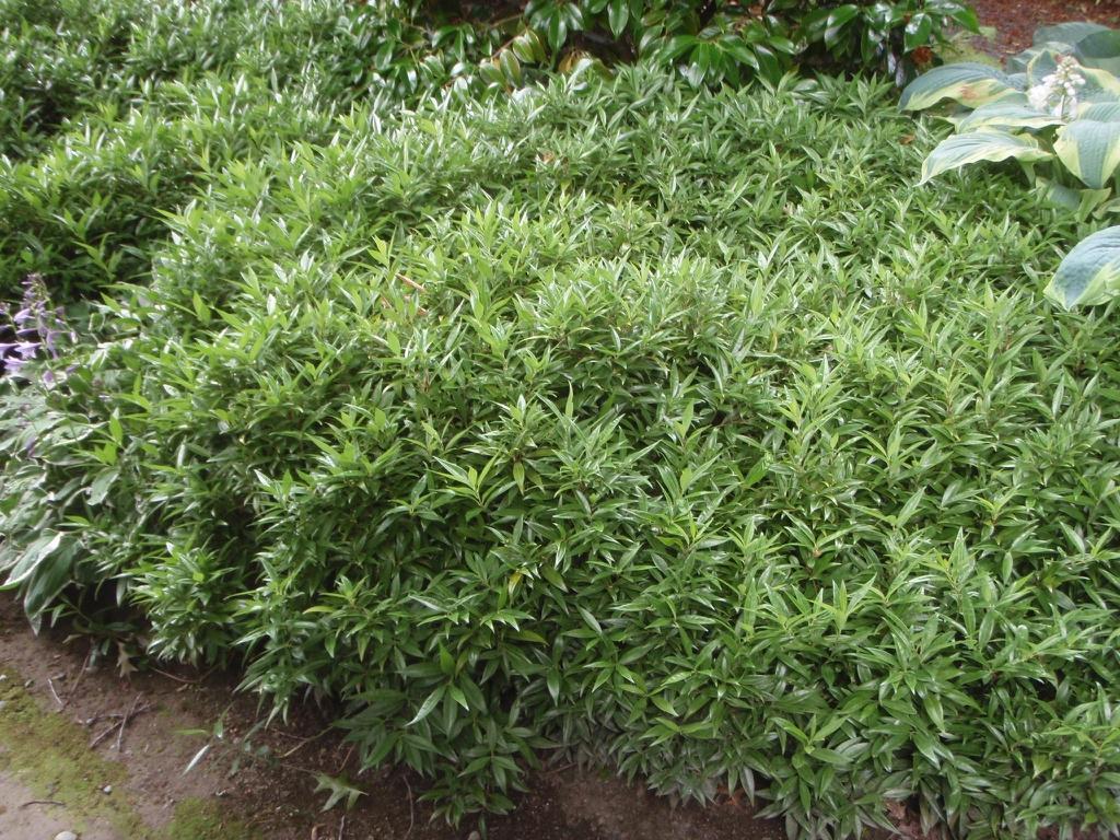 Sarcococca Hookeriana Var Humilis - View 6 from www redcrocus com