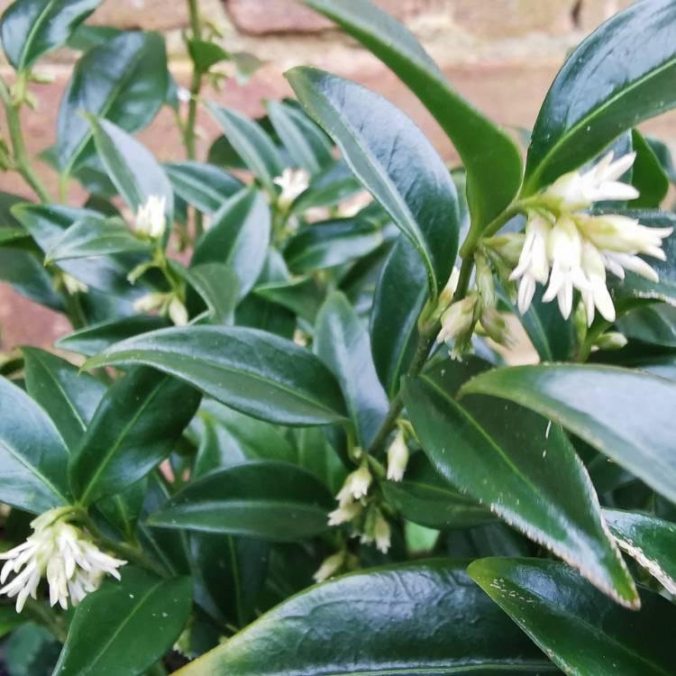 Sarcococca Hookeriana Var Humilis - View 8 from www redcrocus com