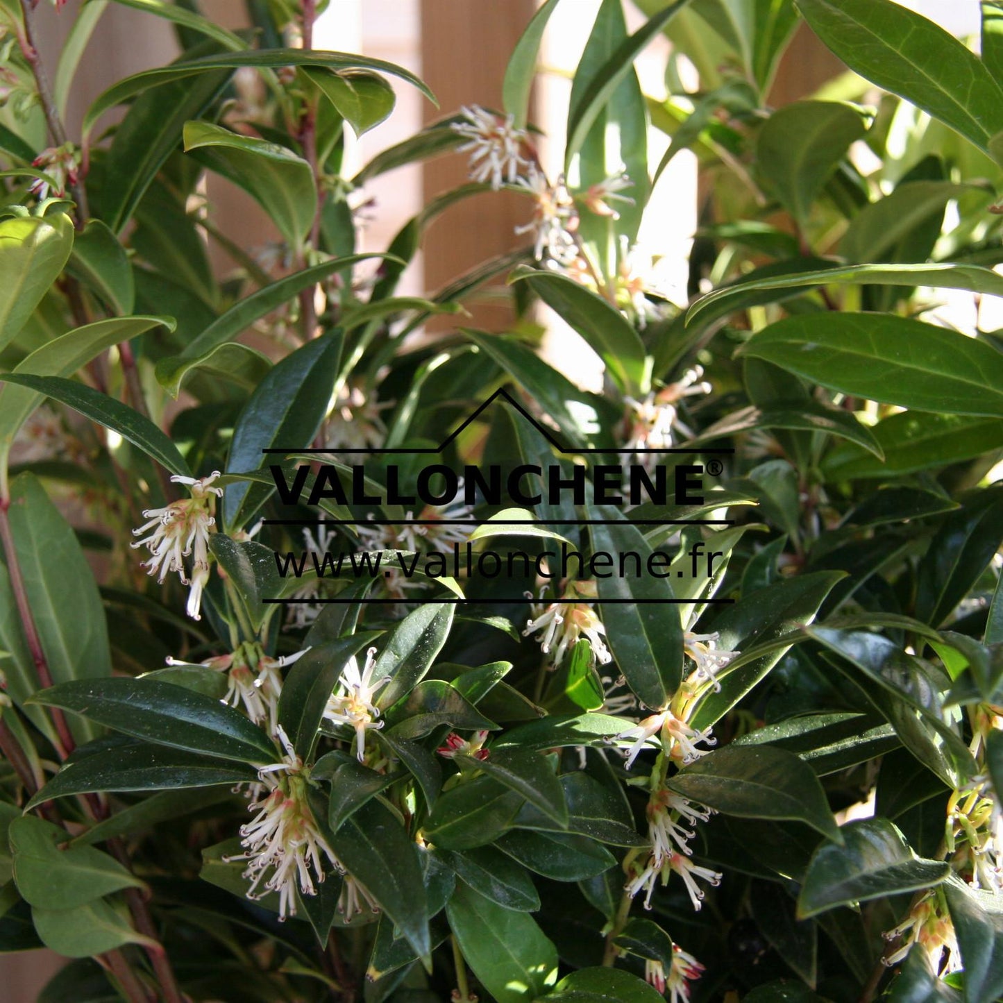 Sarcococca Hookeriana Var Humilis - View 8 from www redcrocus com