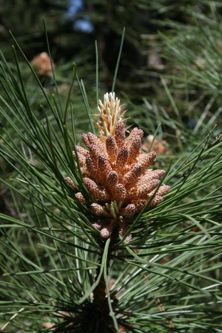 Pinus Resinosa Don Smith - View 16 from www redcrocus com