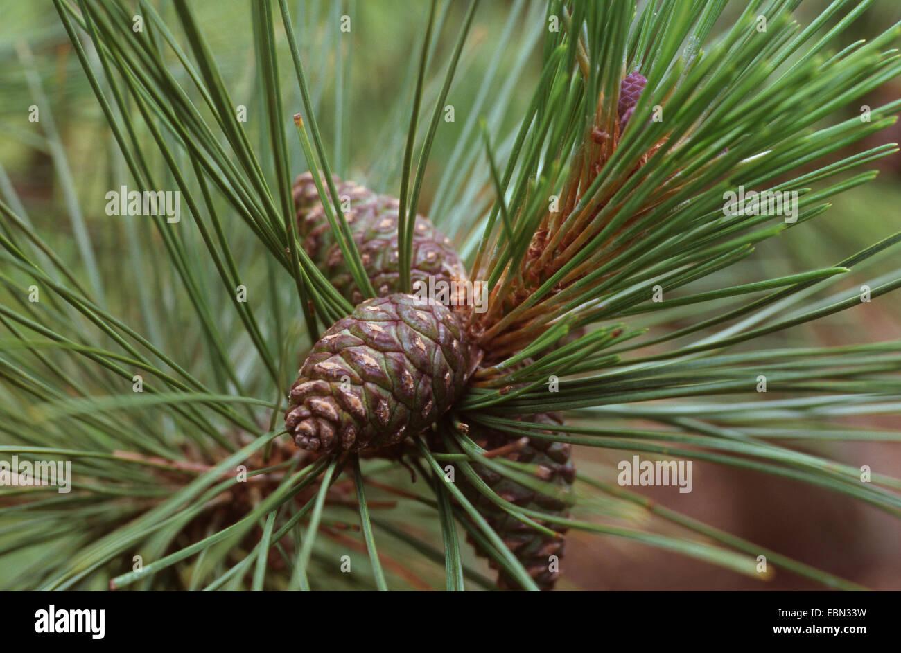 Pinus Resinosa Don Smith - View 18 from www redcrocus com