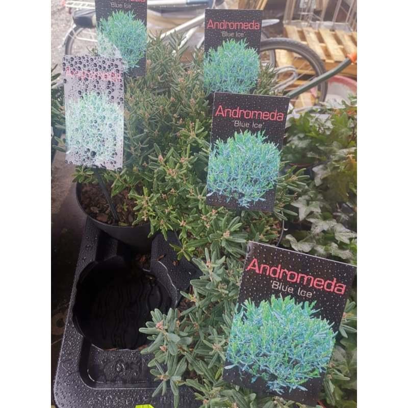 Andromeda Polifolia 'blue Ice', Mini Evergreen - View 11 from www redcrocus com