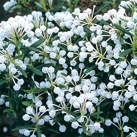 Andromeda Polifolia 'blue Ice', Mini Evergreen - View 12 from www redcrocus com