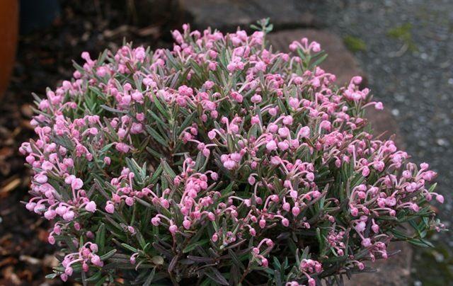 Andromeda Polifolia 'blue Ice', Mini Evergreen - View 13 from www redcrocus com