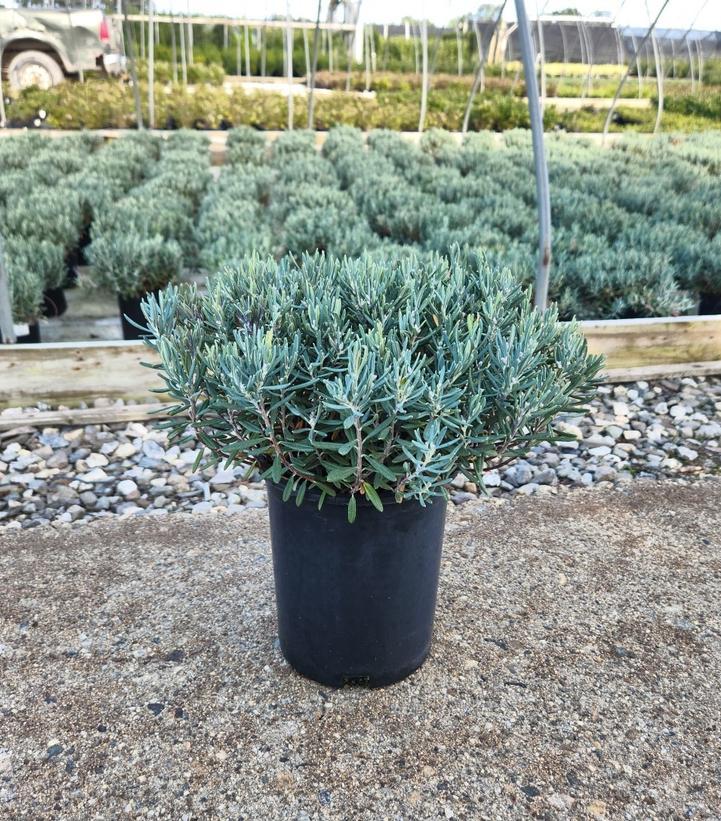 Andromeda Polifolia 'blue Ice', Mini Evergreen - View 15 from www redcrocus com