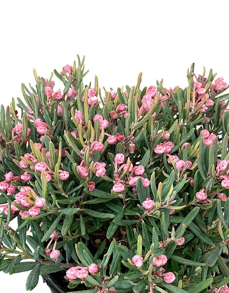 Andromeda Polifolia 'blue Ice', Mini Evergreen - View 20 from www redcrocus com