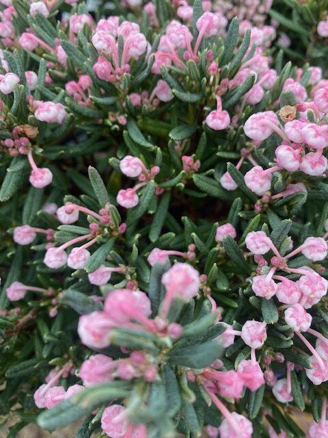 Andromeda Polifolia 'blue Ice', Mini Evergreen - View 24 from www redcrocus com