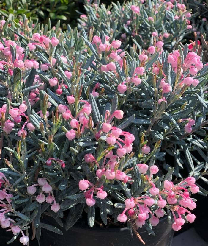 Andromeda Polifolia 'blue Ice', Mini Evergreen - View 27 from www redcrocus com